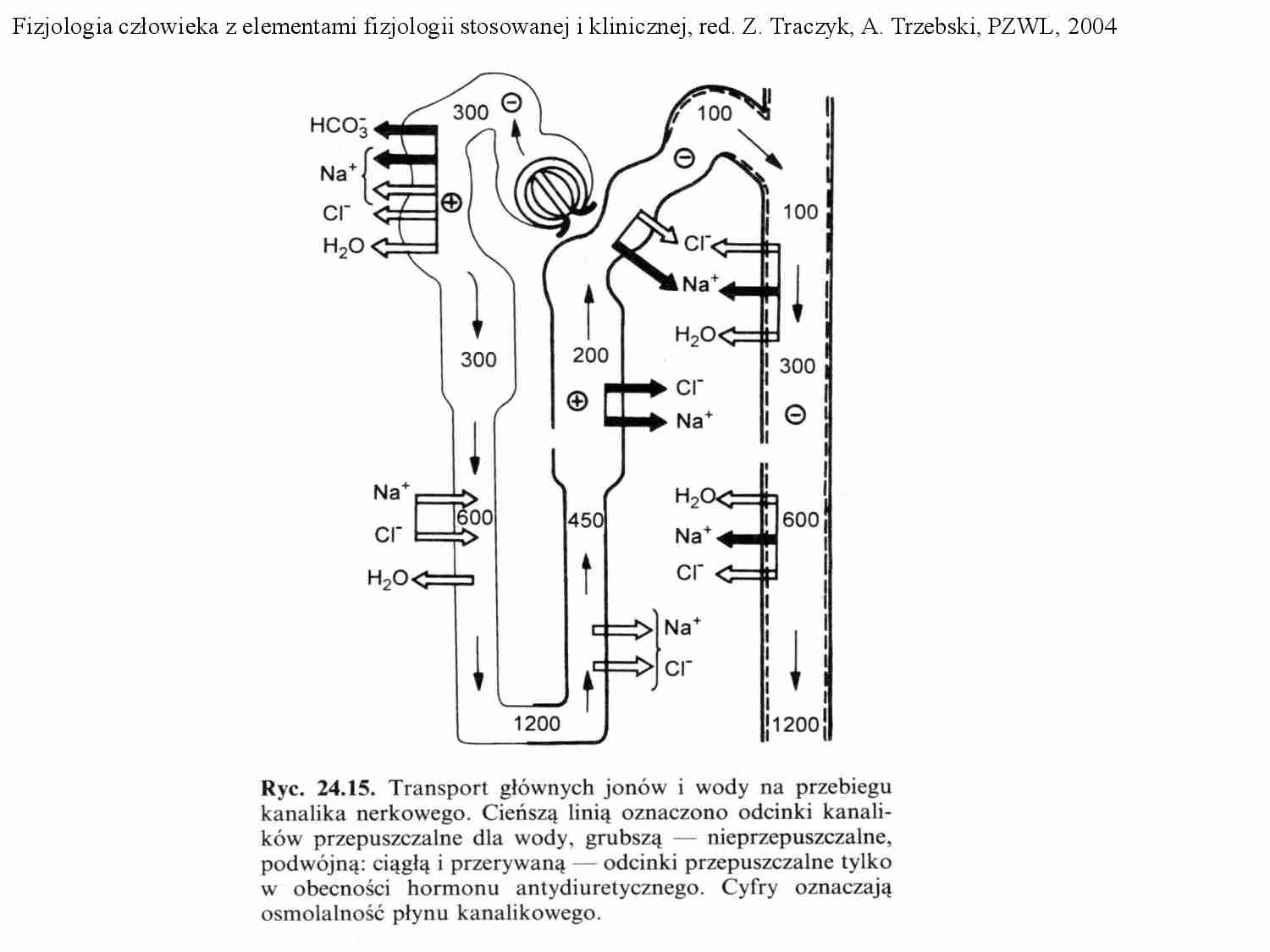 Fizjologia człowieka - wykład - strona 1