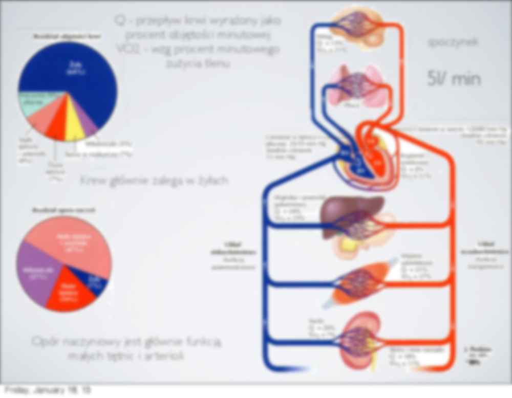 Układ sercowo-naczyniowy - wykład - strona 3
