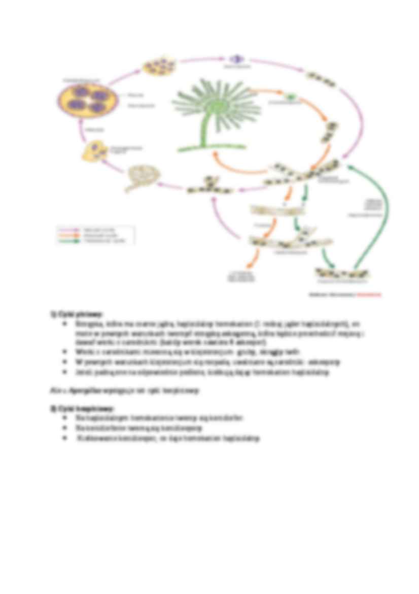  Genetyka Aspergillus - omówienie - strona 2