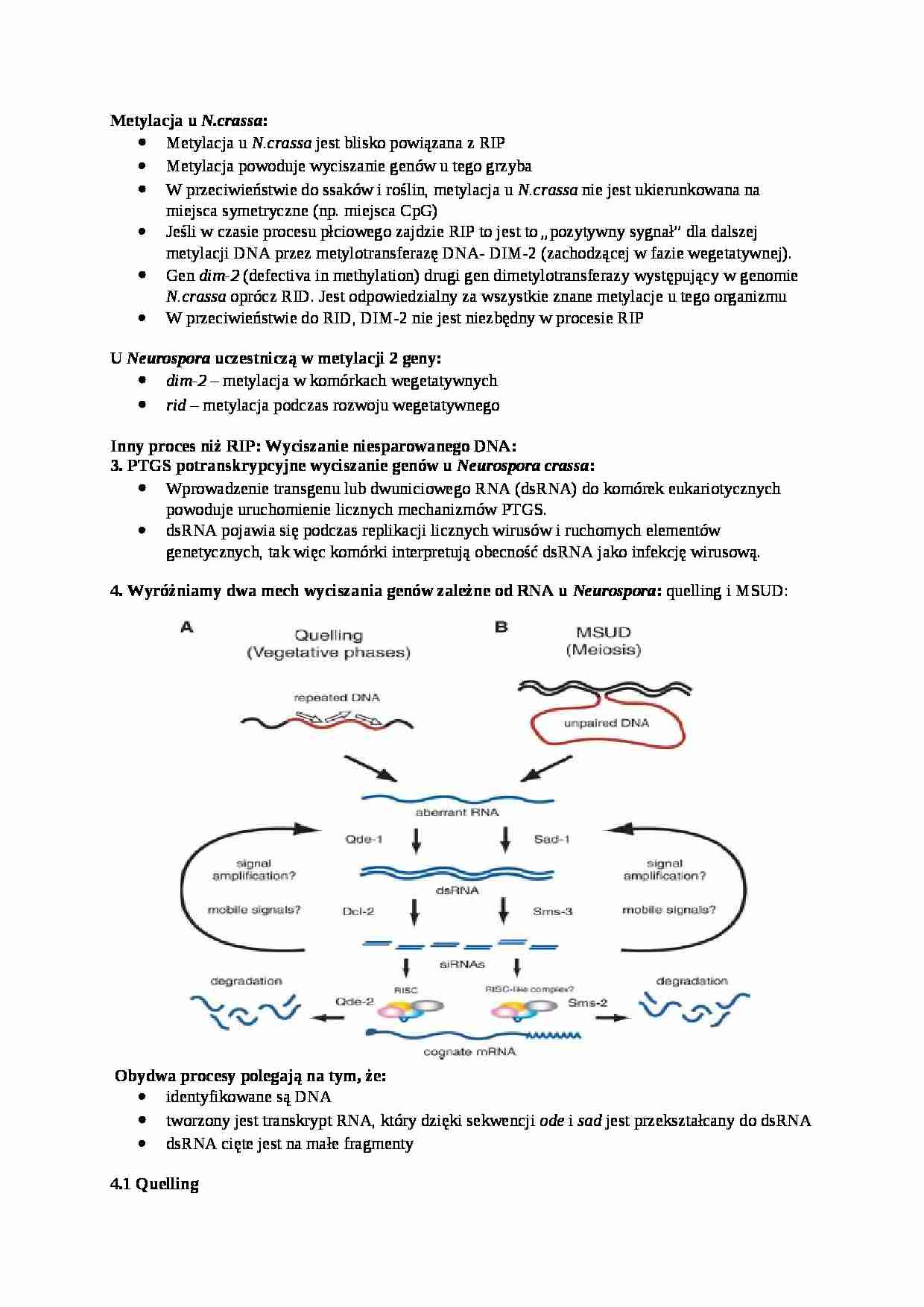 Metylacja u N. Crasa - omówienie - strona 1