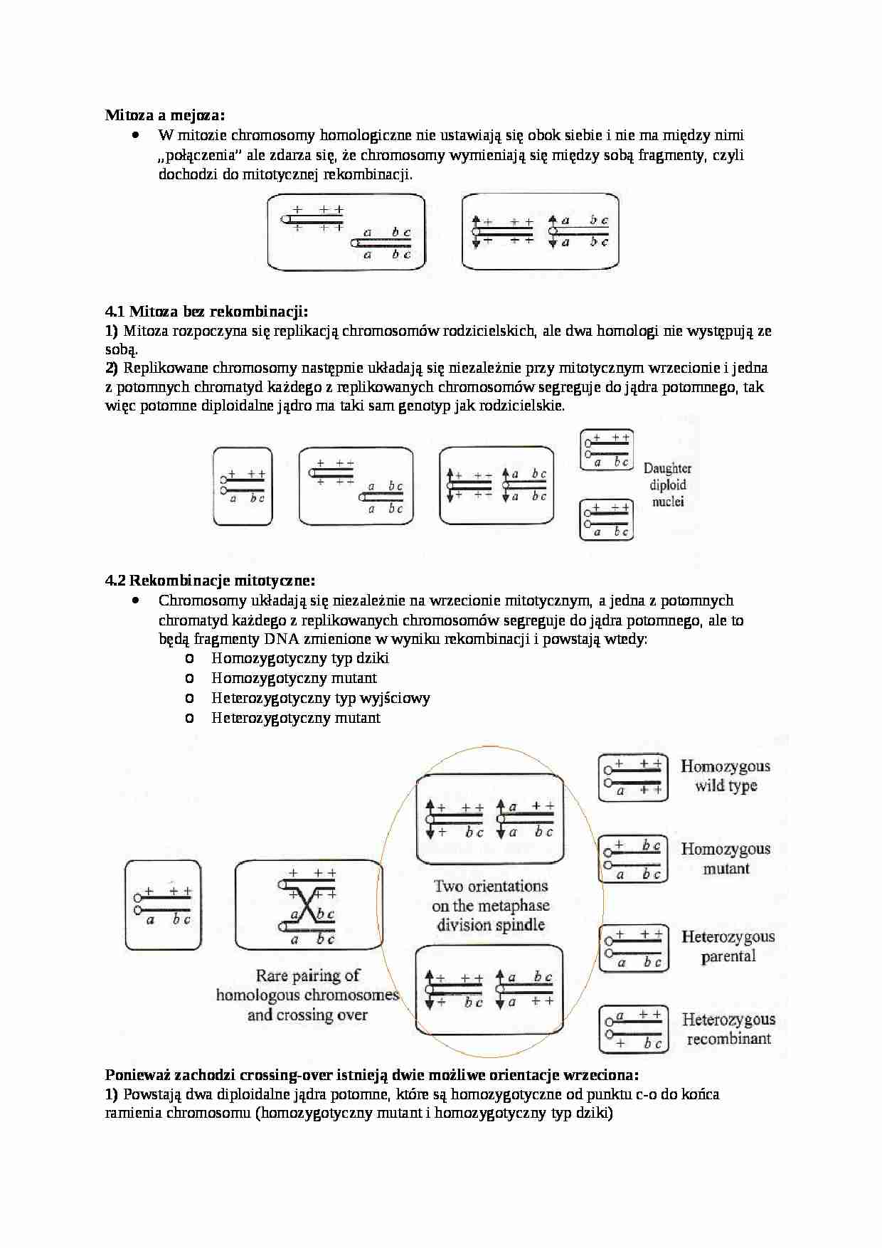 Genetyka grzybów, Mitoza a mejoza - omówienie - strona 1