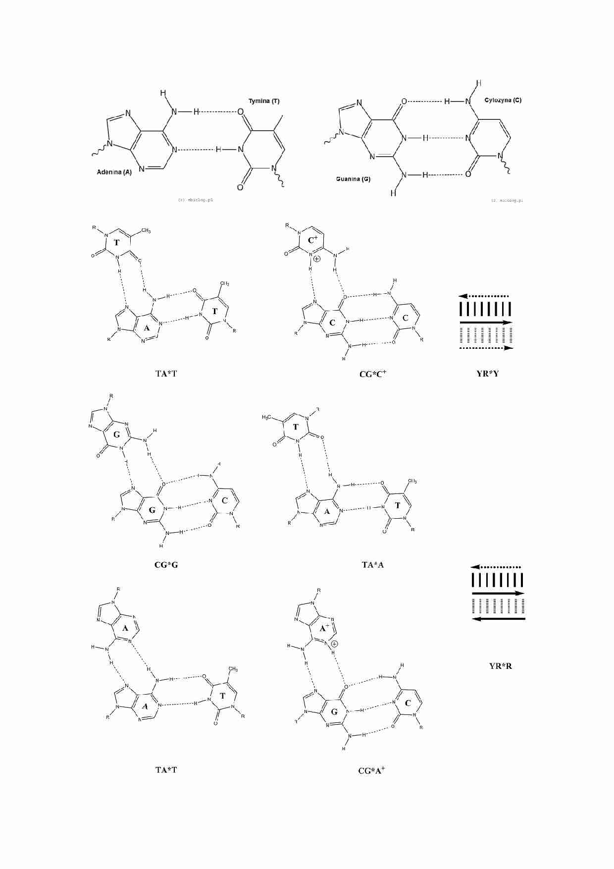 Biofizyka-egzamin - strona 1