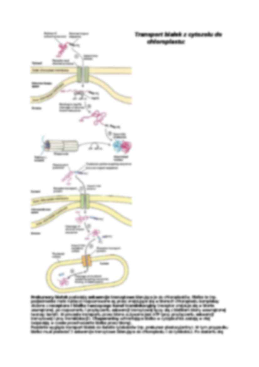 Chloroplasty-opracowanie - strona 3