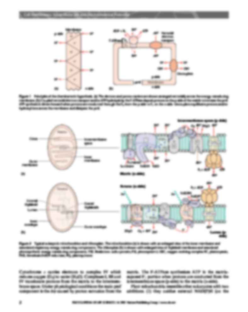 Cell membranes pH and electrochem potential-opracowanie - strona 2