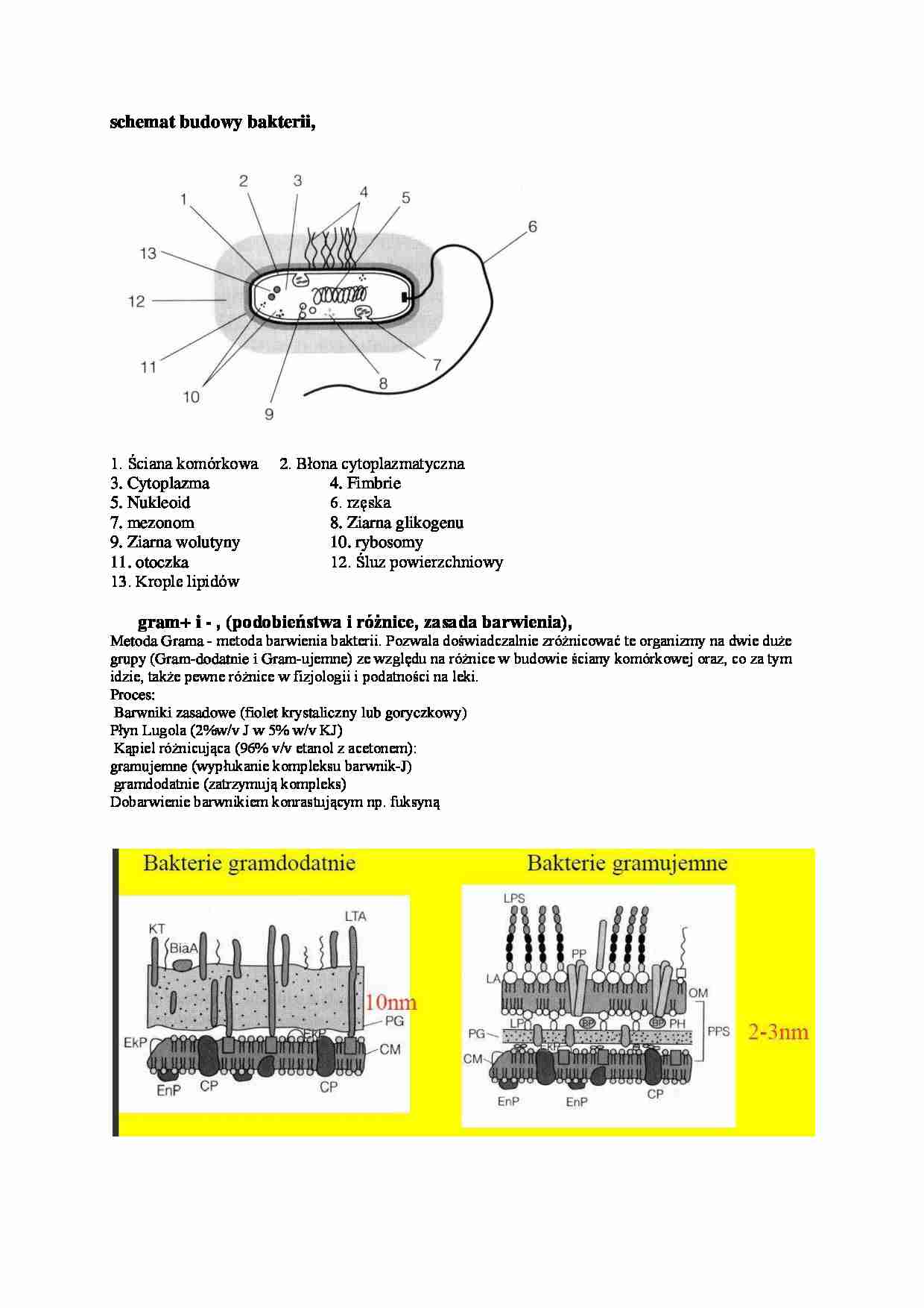 schemat budowy bakterii - omówienie - strona 1