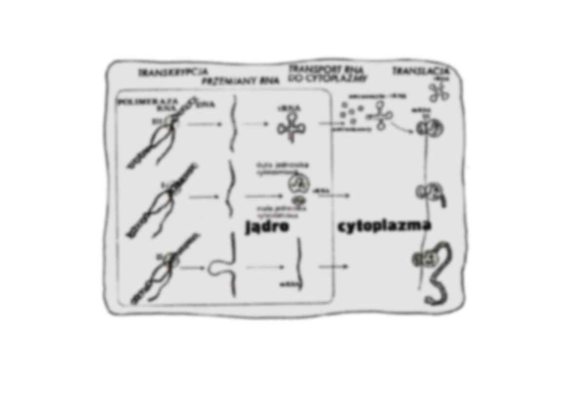 Metabolizm bialek- prezentacja - strona 2