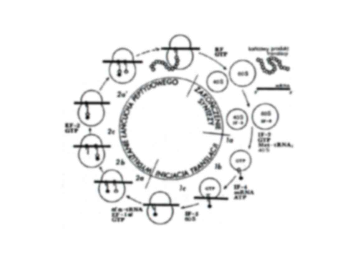 Metabolizm bialek- prezentacja - strona 3