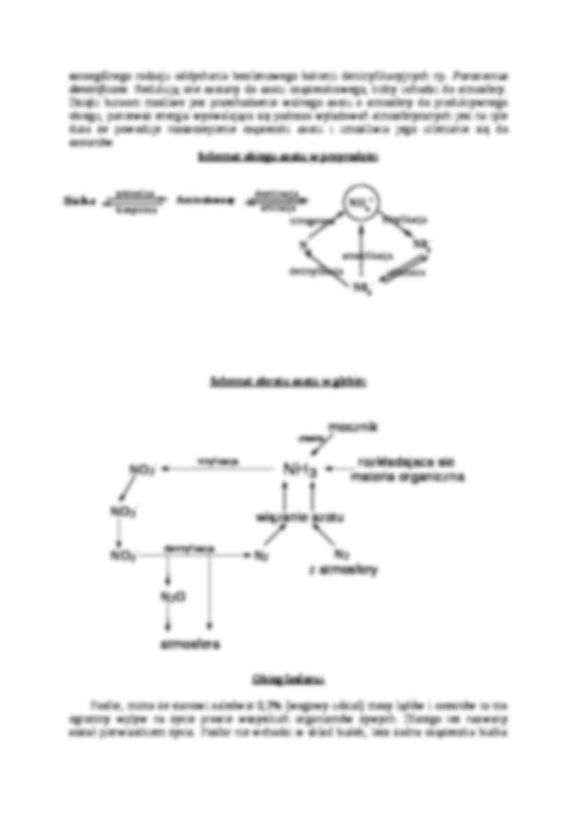 Obieg pierwiastków w przyrodzie- opracowanie - strona 3