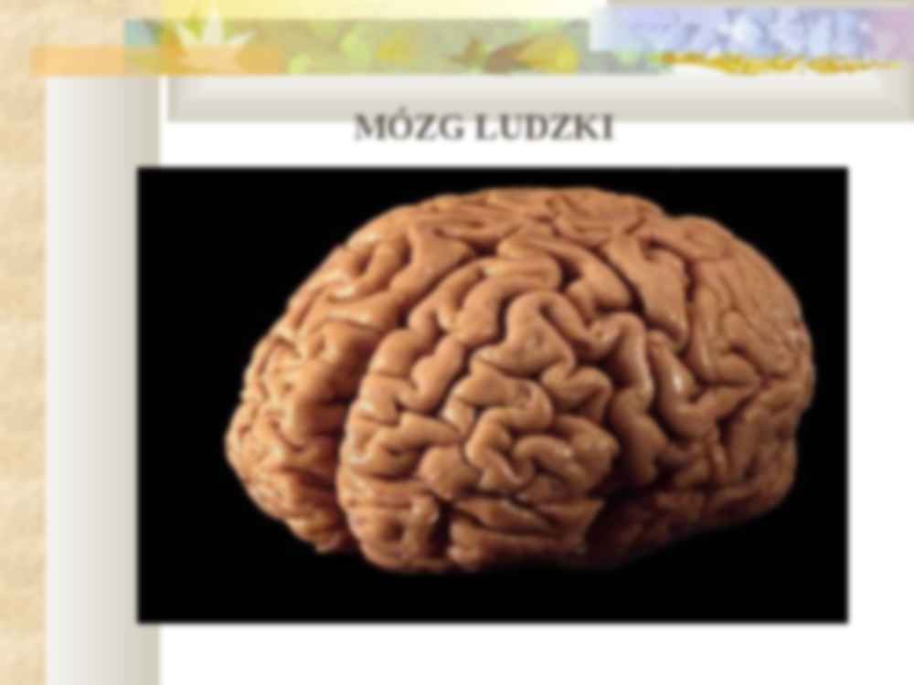 SIECI NEURONOWE-prezentacja na wykład z systemów ekspertowych - strona 2