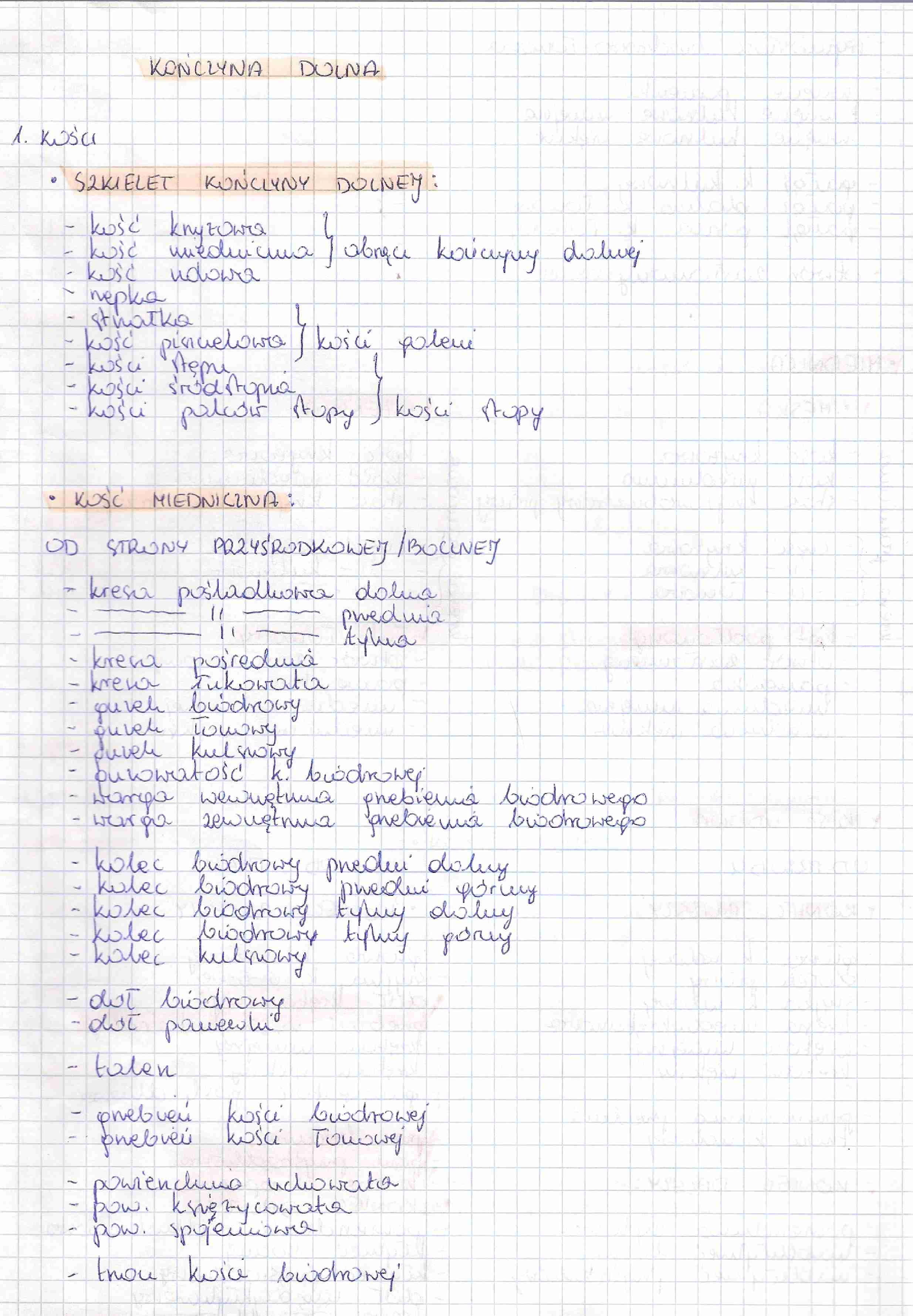 anatomia kości - kończyna dolna - strona 1
