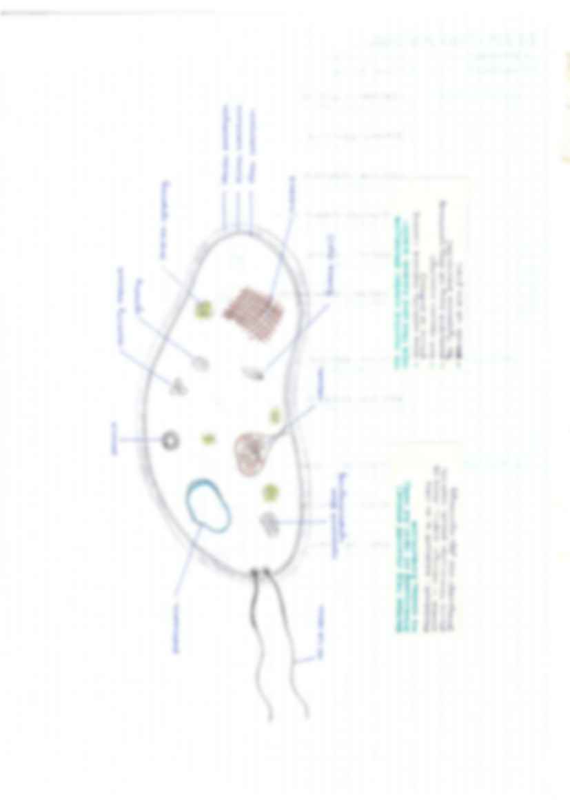 Mikrobiologia - laboratorium - strona 2
