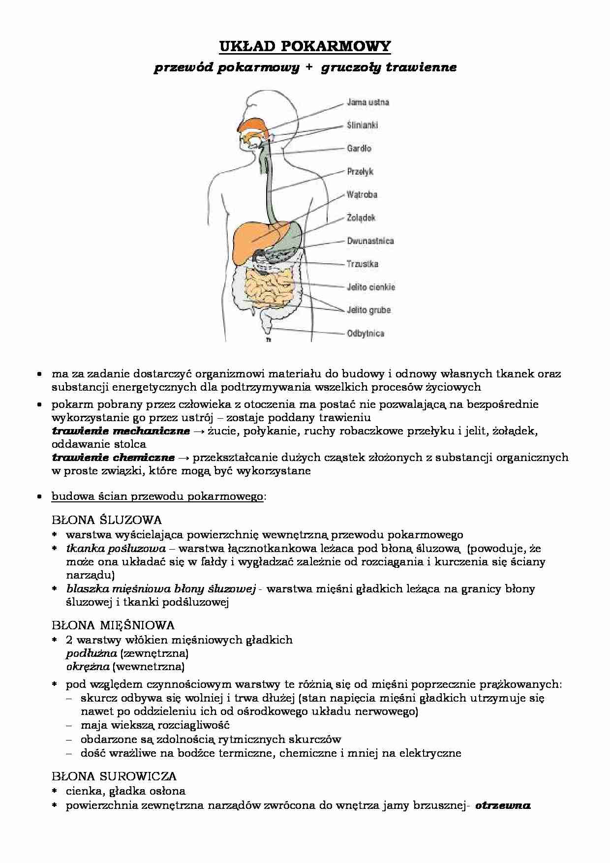 Układ pokarmowy - strona 1