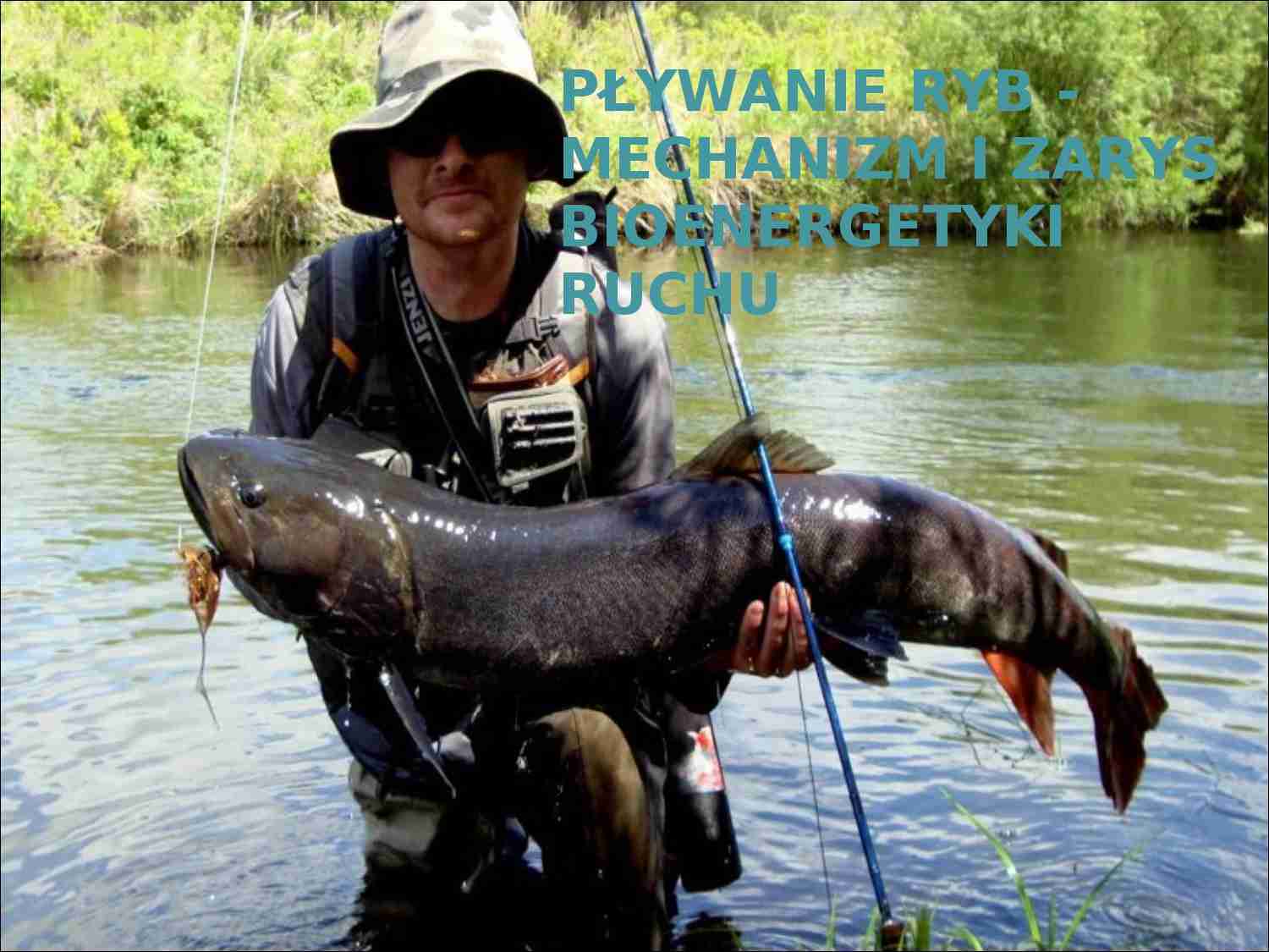 Pływanie ryb - mechanizm i zarys bioenergetyki ruchu - strona 1