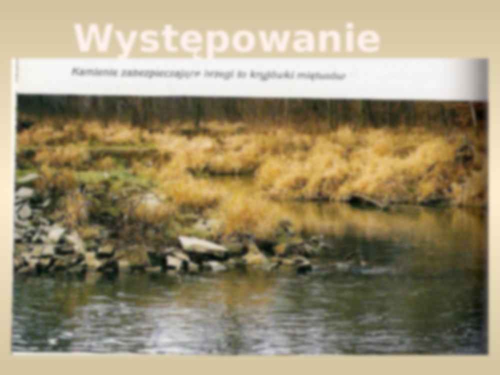 Miętus - wylęgarnictwo i podchów - strona 3