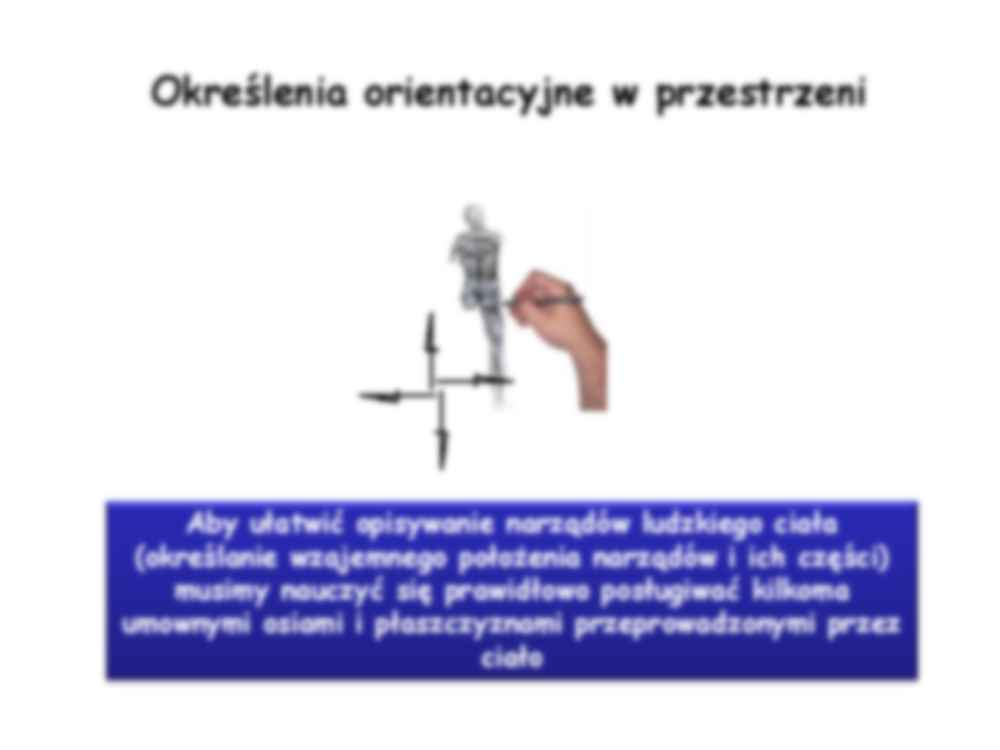 Anatomia układu narządu ruchu - strona 3