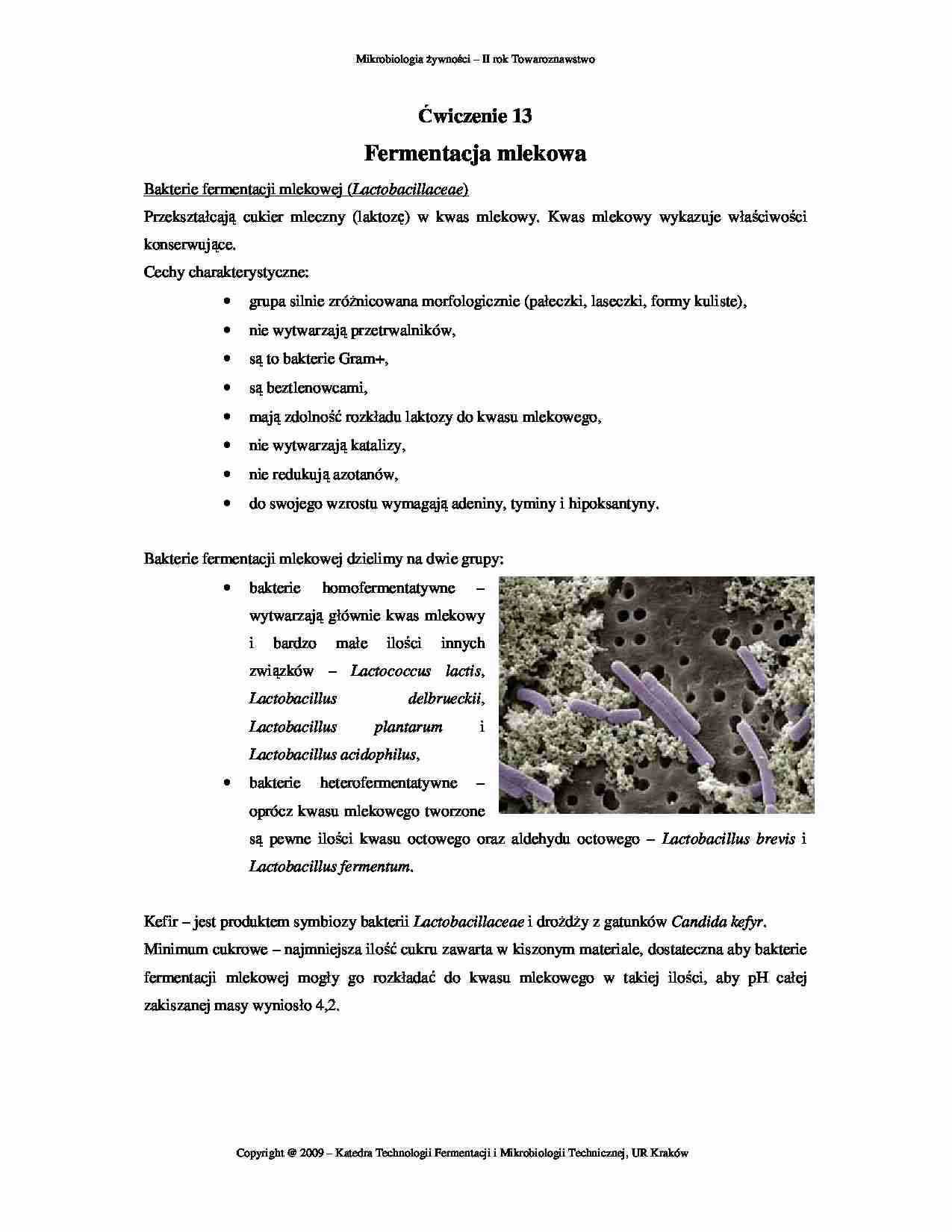 Fermentacja mlekowa - Bakterie fermentacji mlekowej  - strona 1