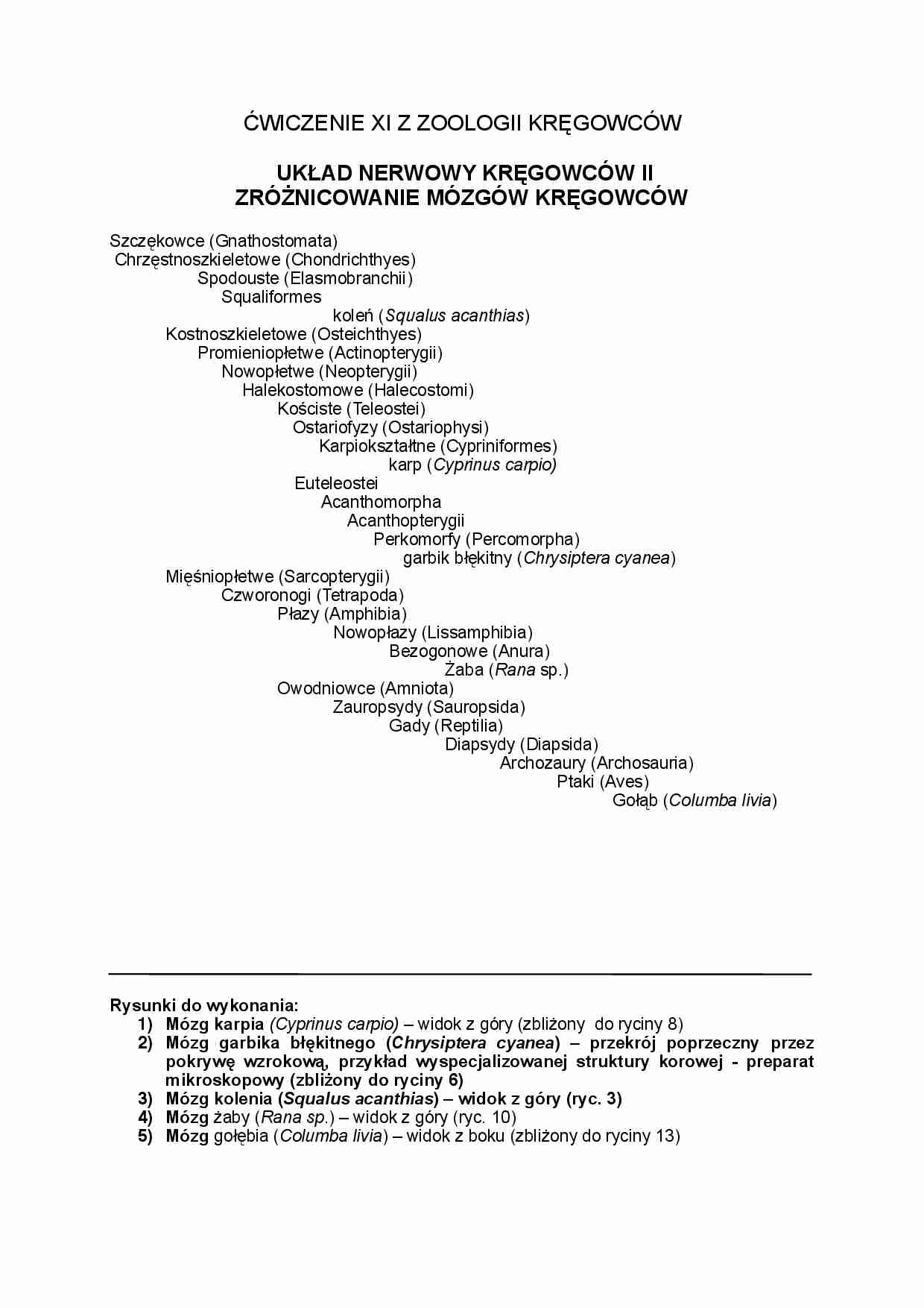 Układ nerwowy kręgowców - strona 1