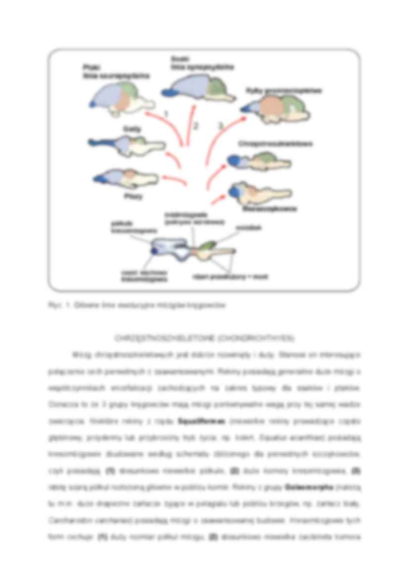 Układ nerwowy kręgowców - strona 2