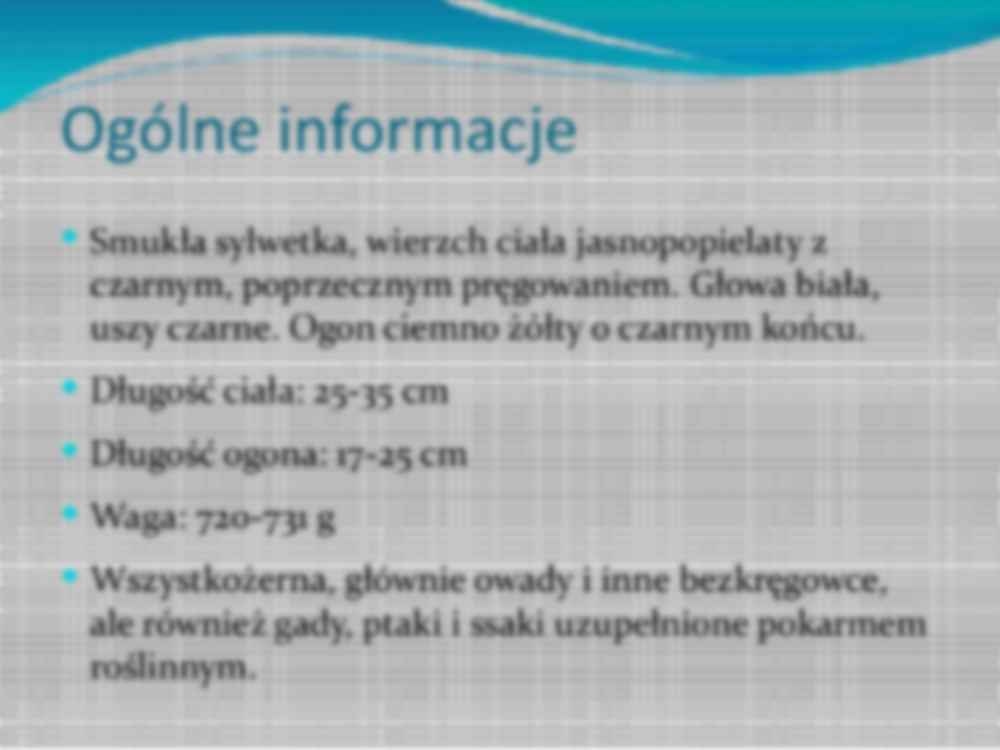 Prezentacja o surykatce - strona 2