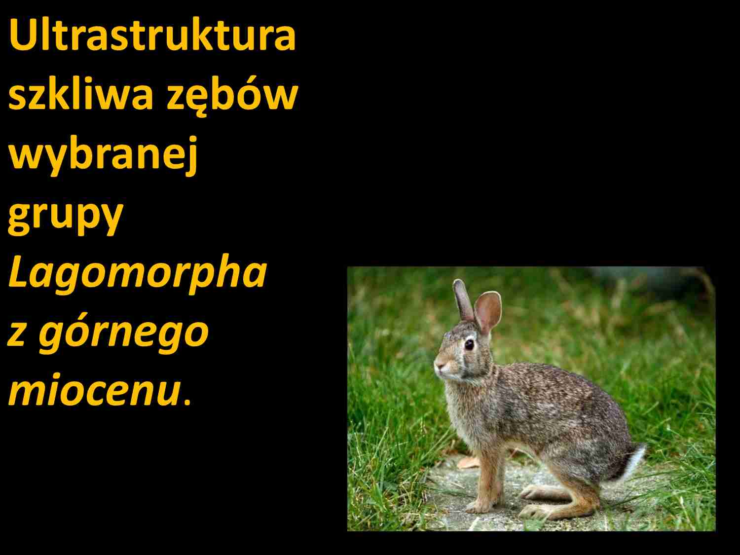 Ultrastruktura szlika zebów grupy Lagomorpha  - strona 1