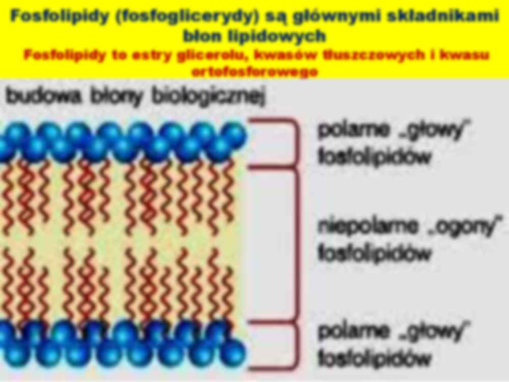 Błony komórkowe i organelli - strona 2