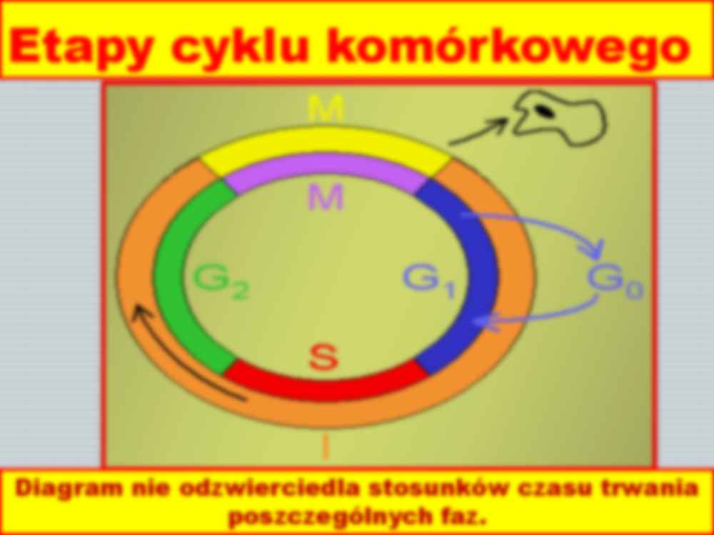 Cykl komórkowy i jego regulacja - strona 3
