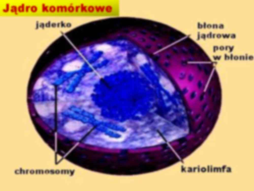 Organelle komórkowe - budowa i funkcje - strona 2