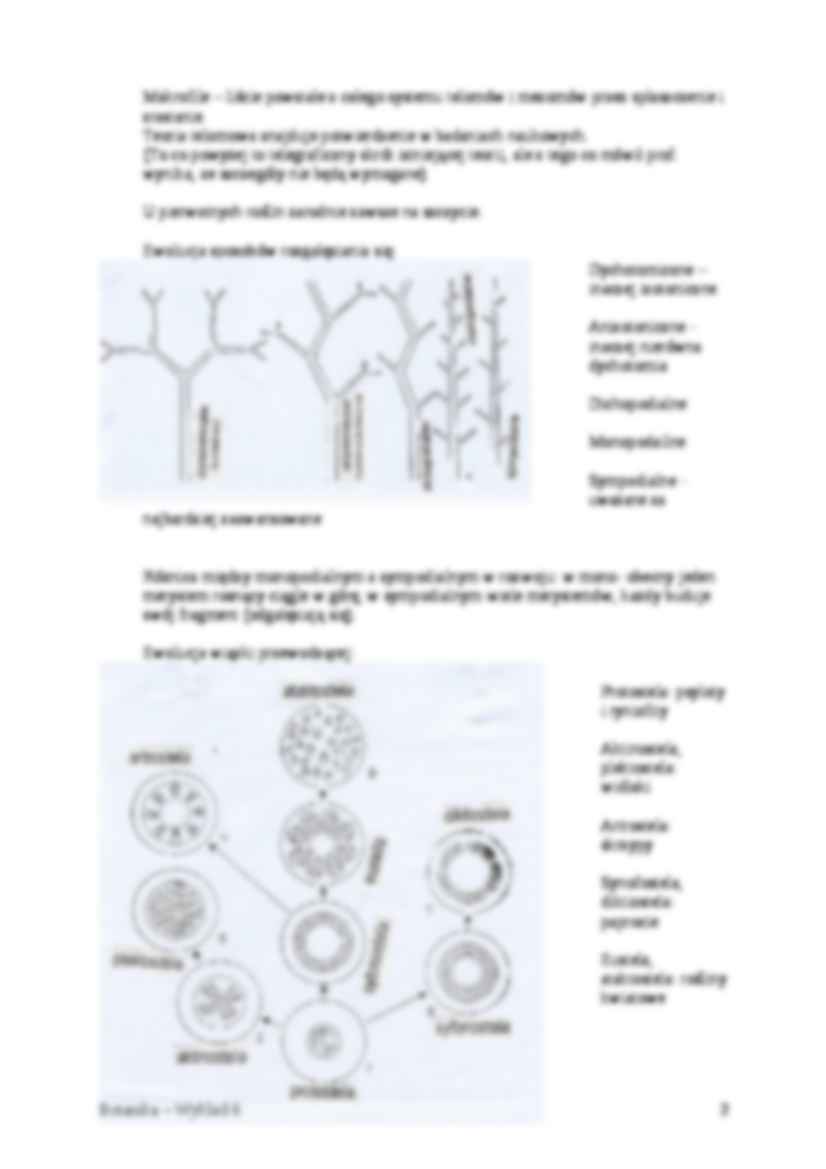 Rośliny naczyniowe - wykład - strona 2