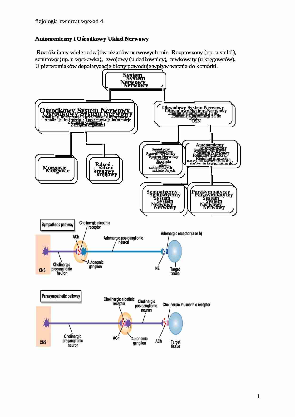 Autonomiczny i ośrodkowy układ nerwowy - strona 1