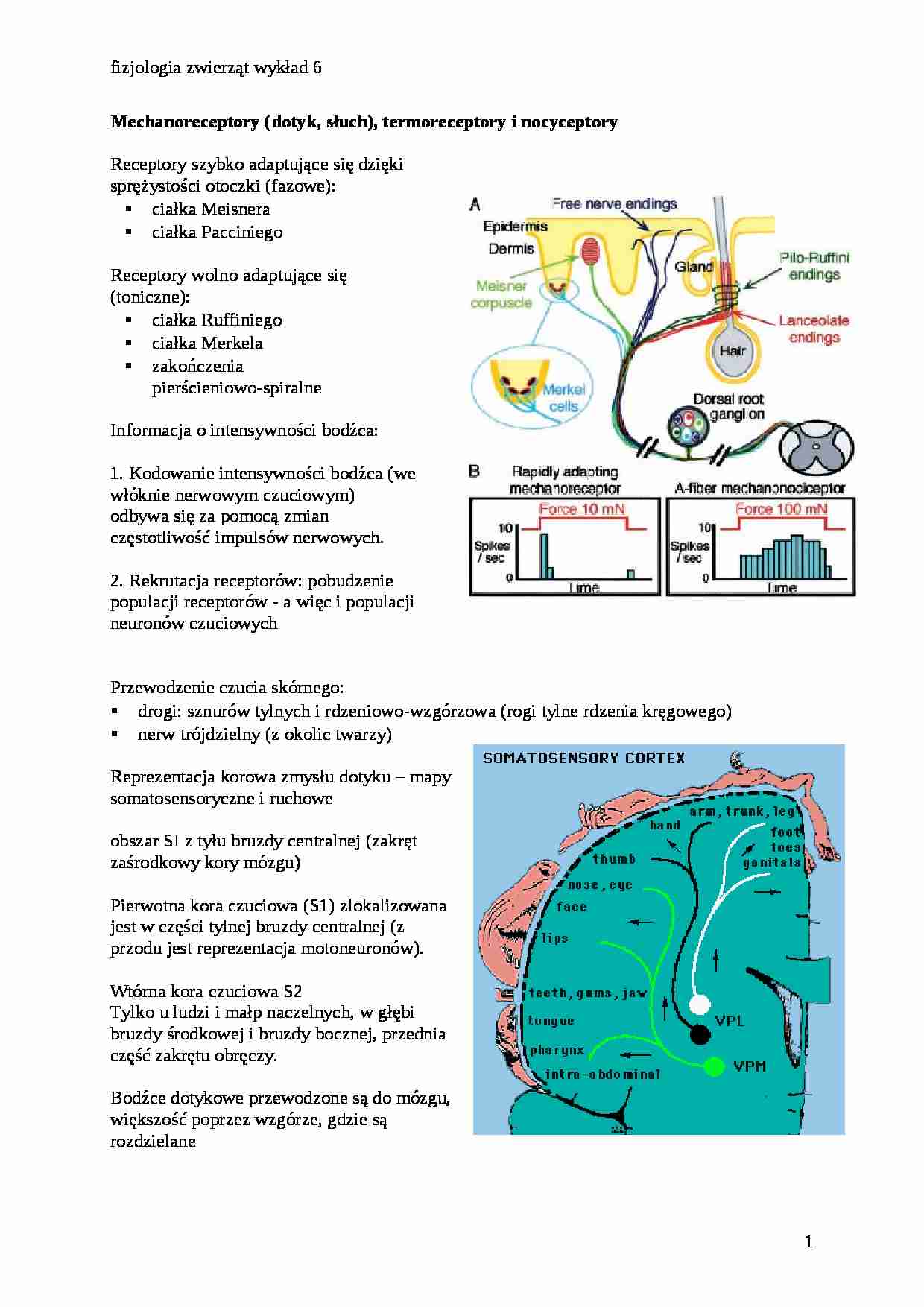 Mechanoreceptory, termoreceptory i nocyceptory - strona 1