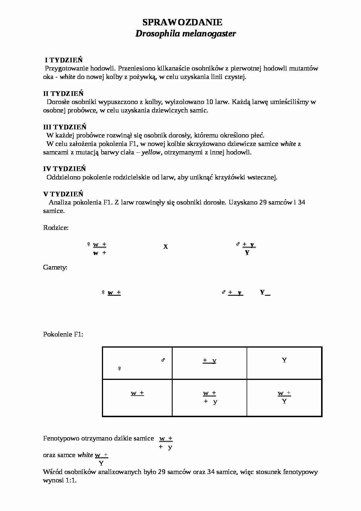 Sprawozdanie Drosophila melanogaster - strona 1