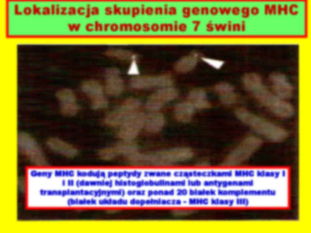 Genetyczne podstawy odporności na choroby - strona 2