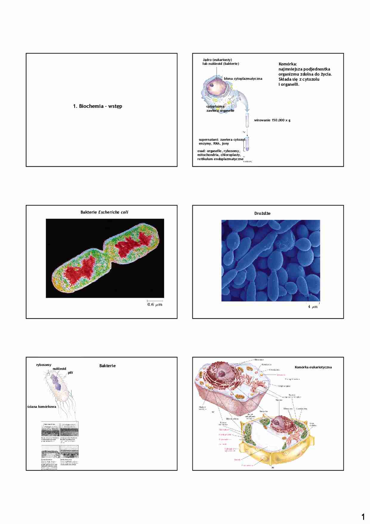 Wstęp do biochemii - strona 1