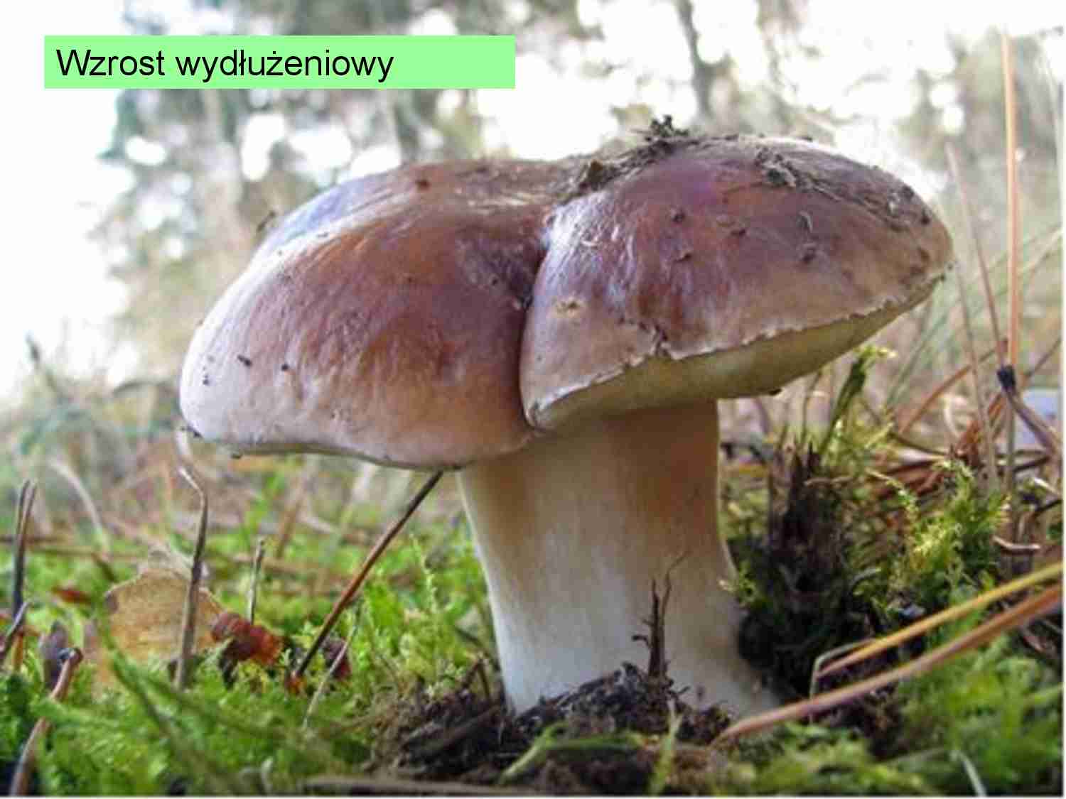 Wykład 1 - ewolucjonizm - strona 1