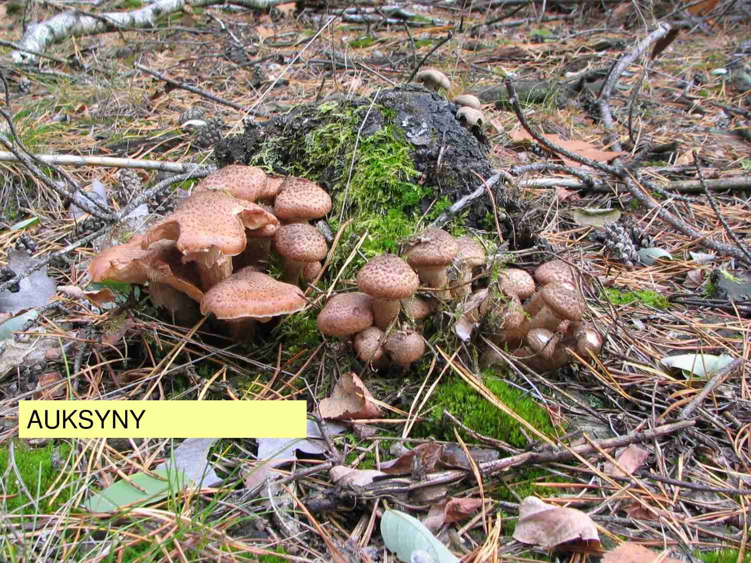 Wykład 3 - fizjologia rozwoju roślin - strona 1