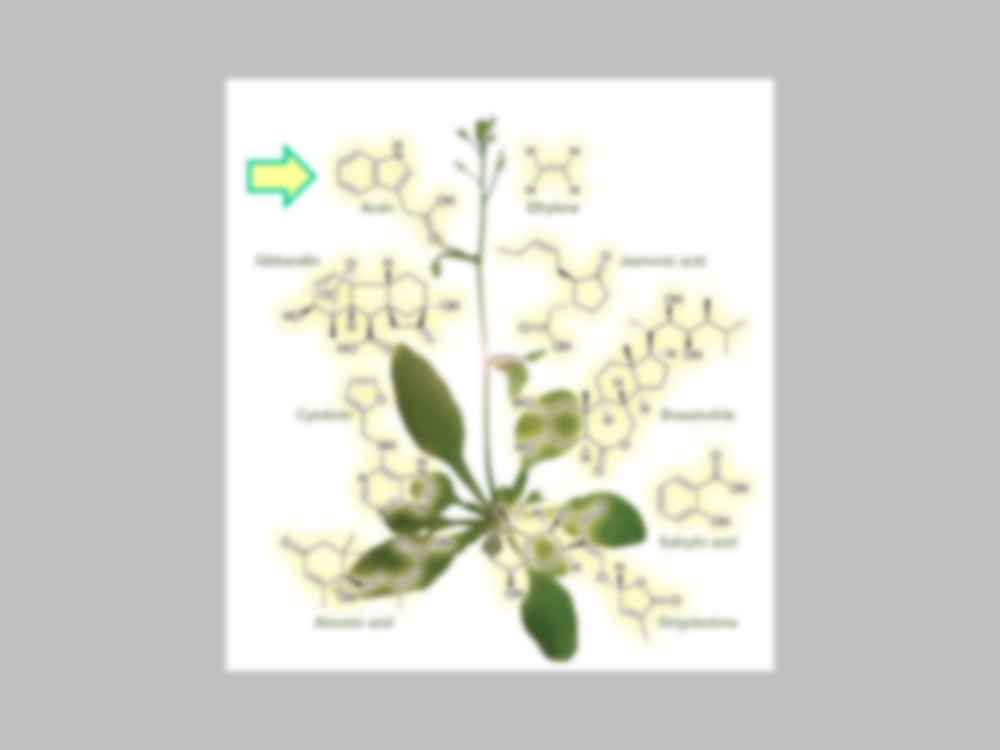 Wykład 3 - fizjologia rozwoju roślin - strona 2