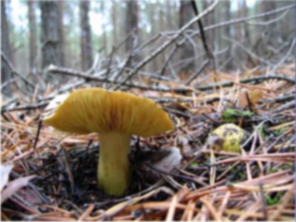 Wykład  9 - fizjologia rozwoju roślin - strona 2