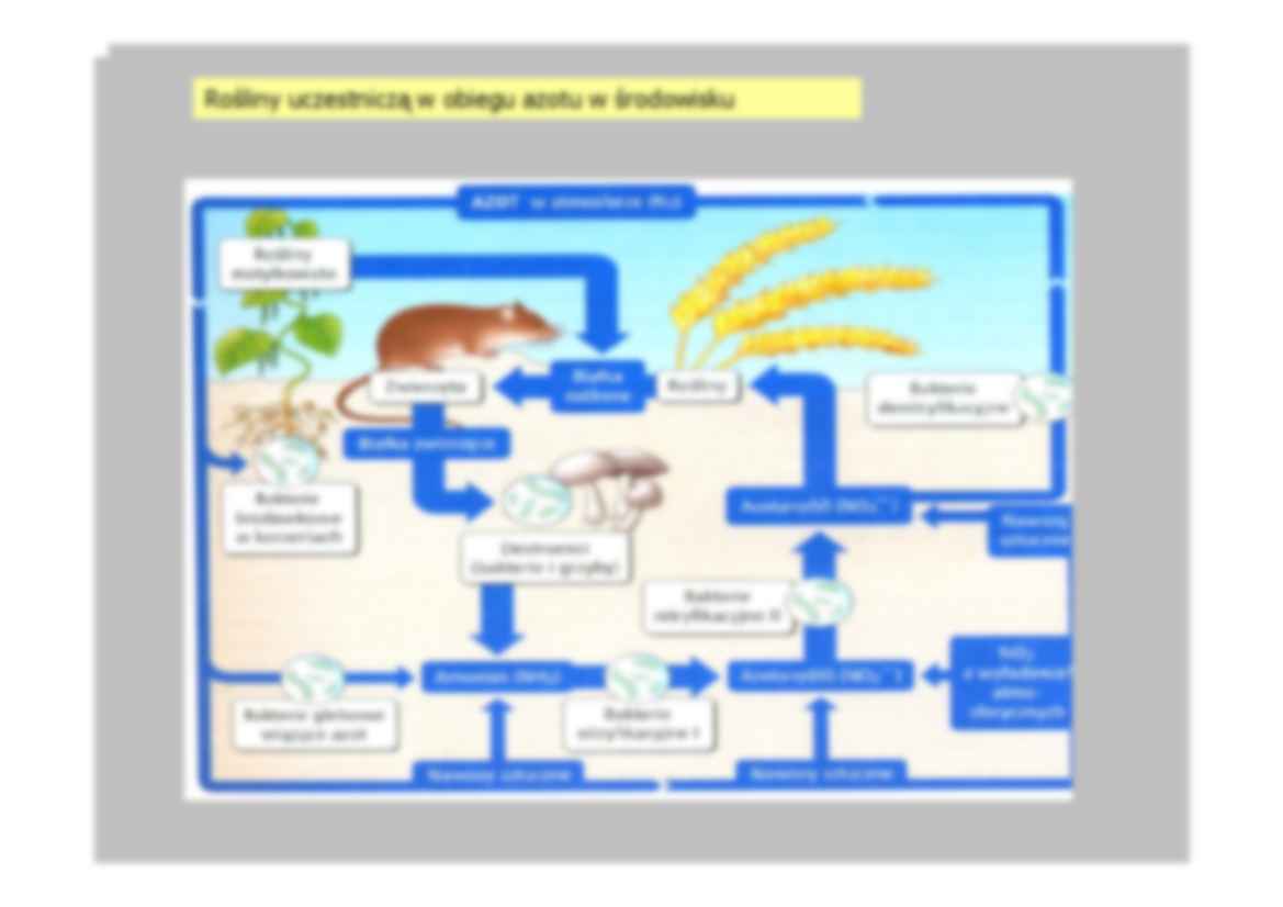 Wykład  10 - fizjologia rozwoju roślin - strona 3