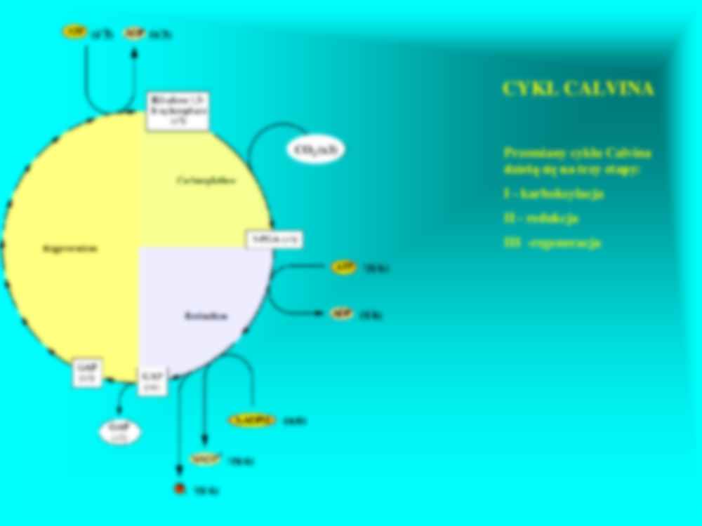 Faza ciemna fotosyntezy - strona 2