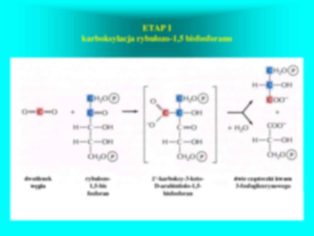 Faza ciemna fotosyntezy - strona 3