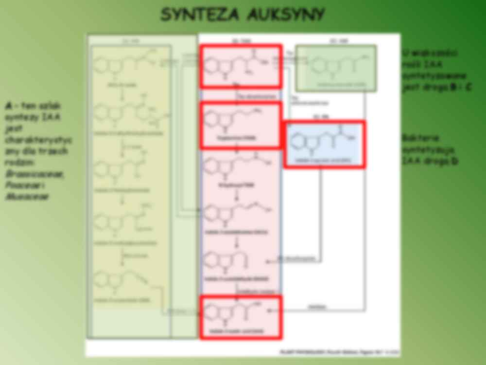 Biologia - hormony roślinne - strona 3