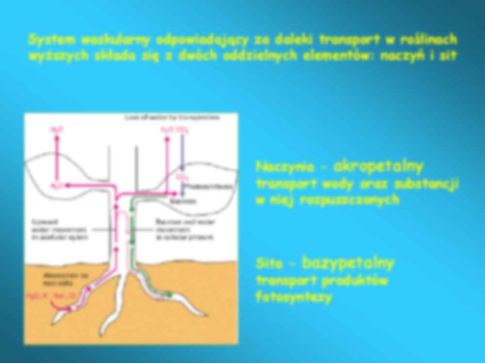 Biologia roślinna - transport asymilatów - strona 2