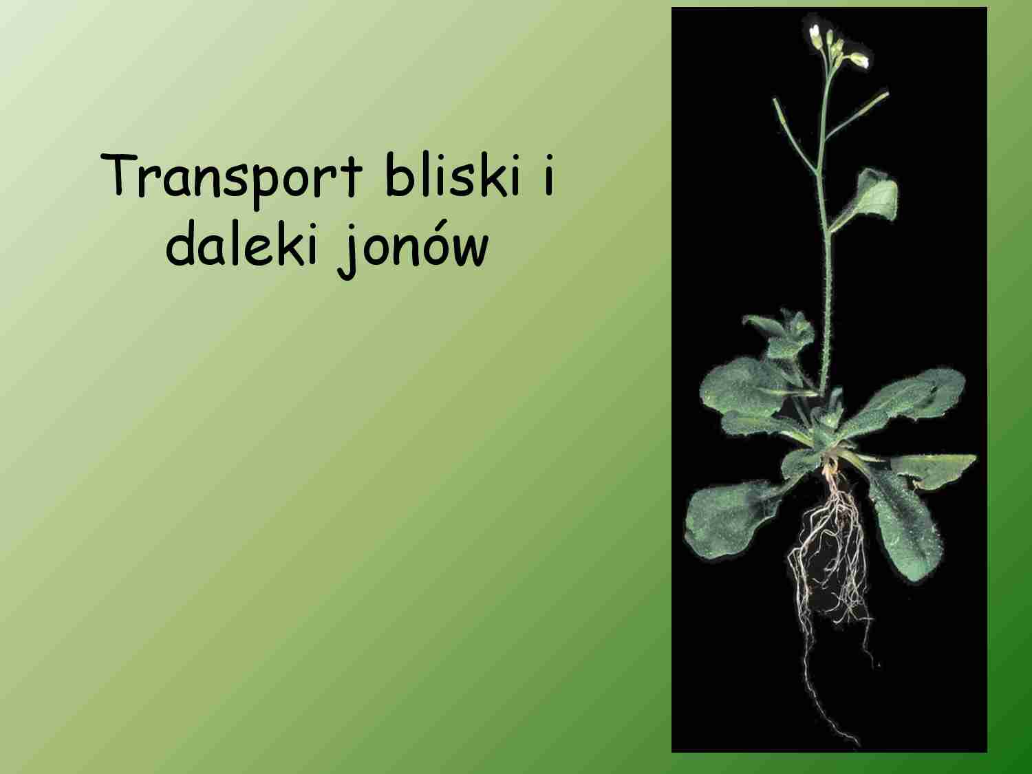 Transport bliski i daleki jonów - strona 1