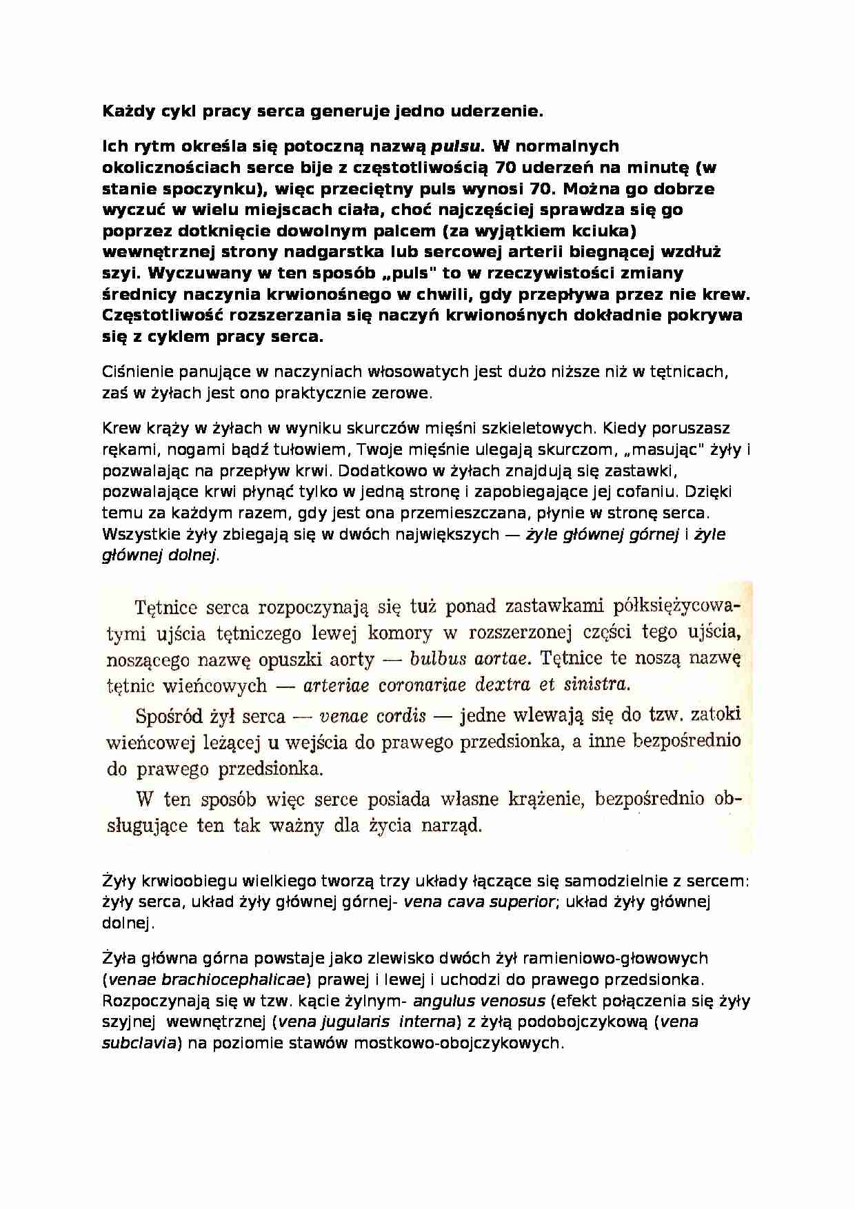 Anatomia człowieka - Wykład 7 - strona 1