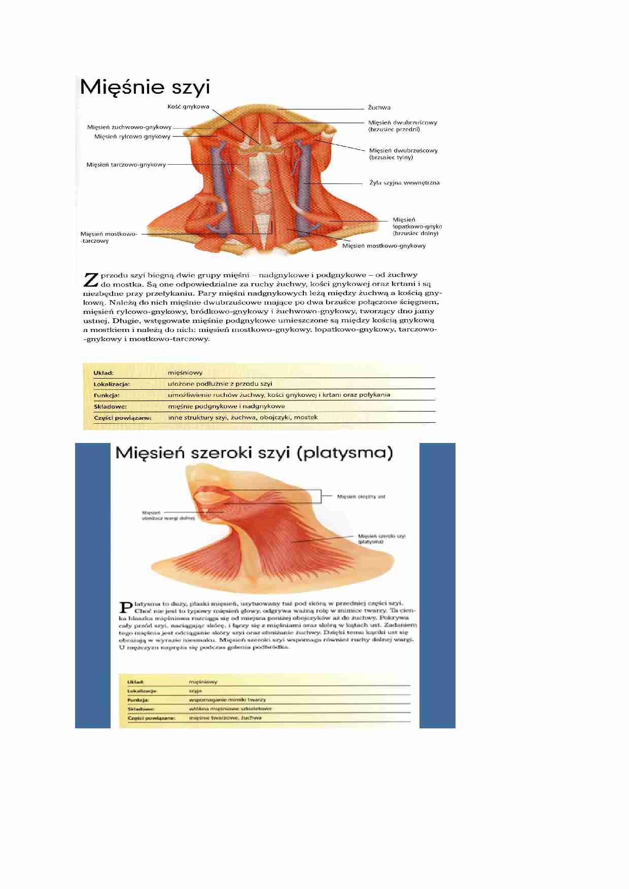 Anatomia człowieka - Wykład 9 - strona 1