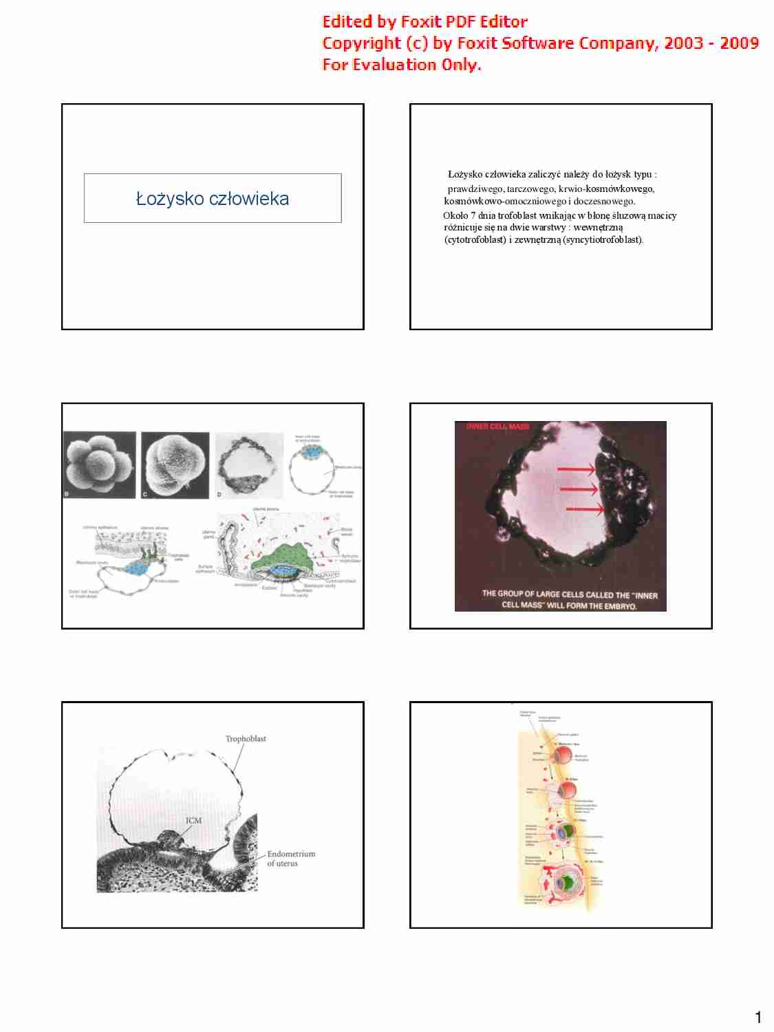 Łożysko człowieka - strona 1