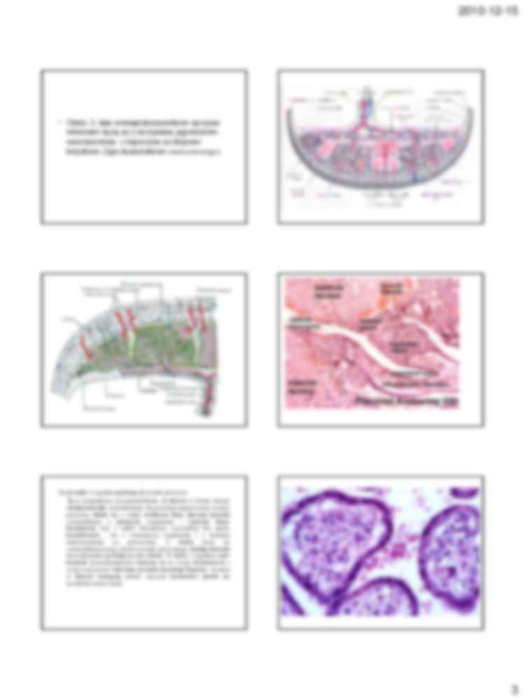 Łożysko człowieka - strona 3