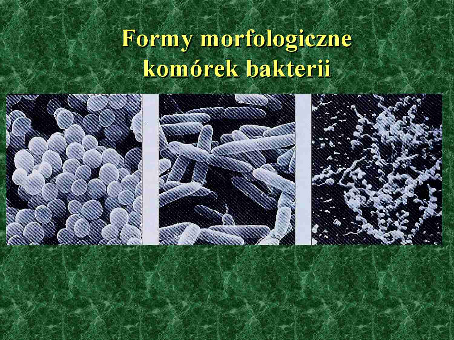 Fotolitotrofy - strona 1