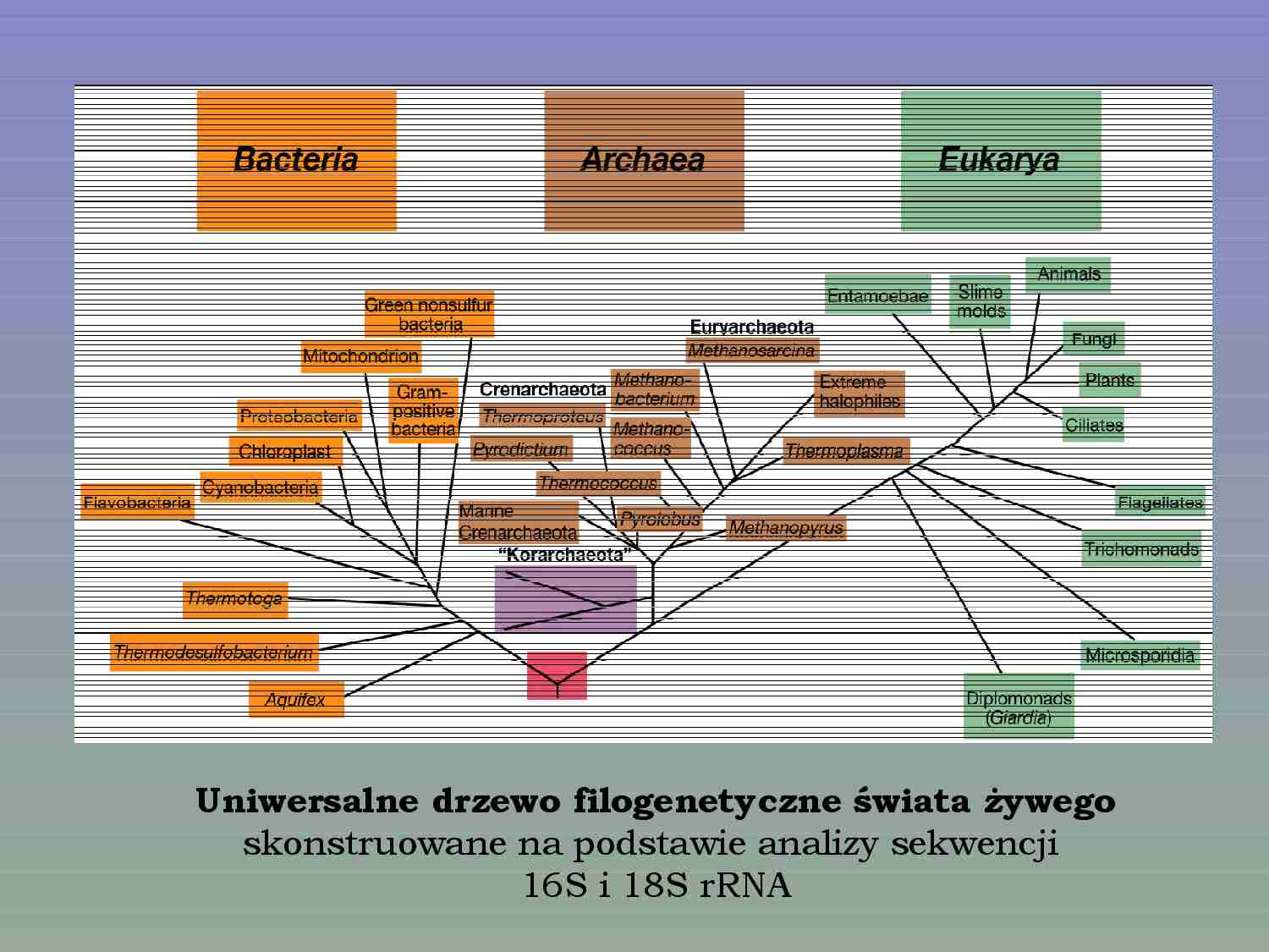 Mikrobiologia - wykład 3 - strona 1