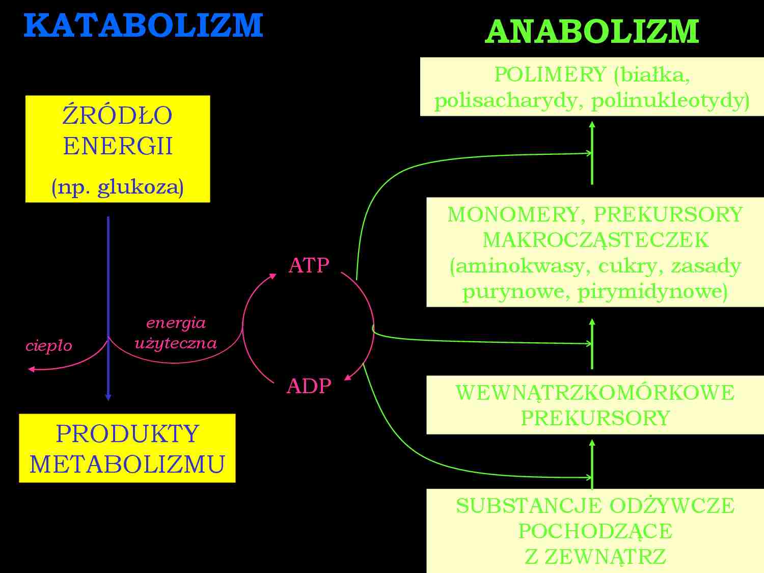 Mikrobiologia - wykład 7 - strona 1
